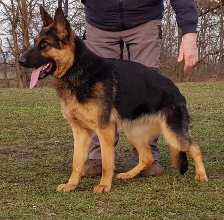hübsche Schäferhündin mit Pap. abzugeben