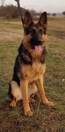 hübsche Schäferhündin mit Pap. abzugeben