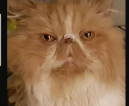 Süßer Kater abzugeben