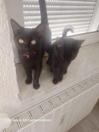 2 Süsse Kitten mädels