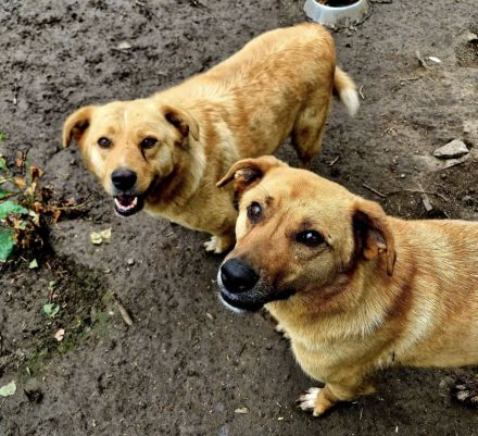 Nanachi, freundlich, lebhaft, ein aktiver grosser Hund, wer gibt ihm ein schönes Zuhause?
