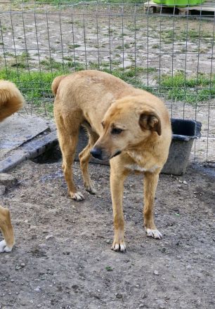 Nanachi, freundlich, lebhaft, ein aktiver grosser Hund, wer gibt ihm ein schönes Zuhause?