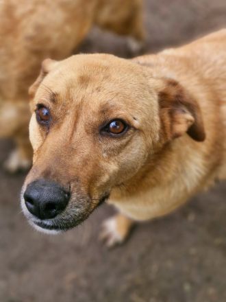 Nanachi, freundlich, lebhaft, ein aktiver grosser Hund, wer gibt ihm ein schönes Zuhause?