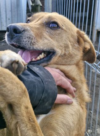 Nanachi, freundlich, lebhaft, ein aktiver grosser Hund, wer gibt ihm ein schönes Zuhause?