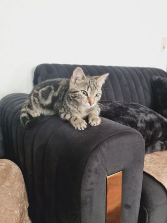 Ich verkaufe eine wünderschune Haus katze❤️