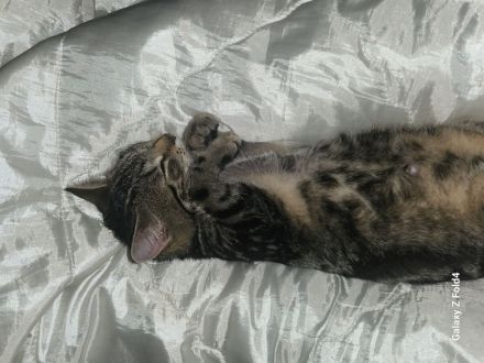 Ich verkaufe eine wünderschune Haus katze❤️