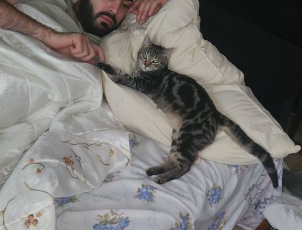 Ich verkaufe eine wünderschune Haus katze❤️