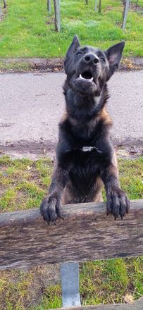 Belgischer Schäferhund Mali