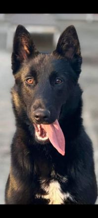 Belgischer Schäferhund Mali