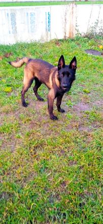 Belgischer Schäferhund Mali