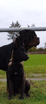 Belgischer Schäferhund Mali