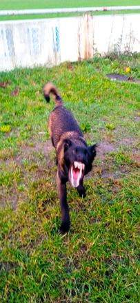 Belgischer Schäferhund Mali