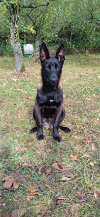 Belgischer Schäferhund Mali