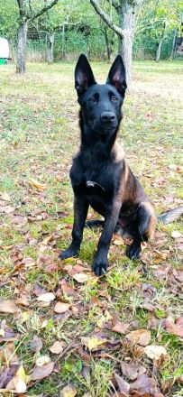 Belgischer Schäferhund Mali
