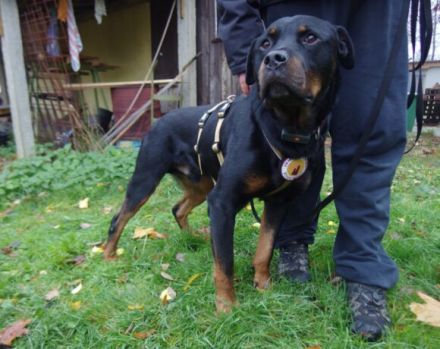 Wo sind die Rottweiler-Fans? Elrik sucht dringend eine neue Bleibe