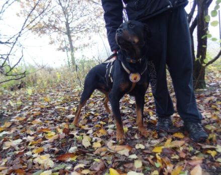 Wo sind die Rottweiler-Fans? Elrik sucht dringend eine neue Bleibe