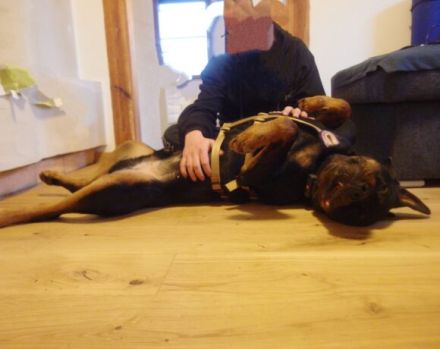 Wo sind die Rottweiler-Fans? Elrik sucht dringend eine neue Bleibe