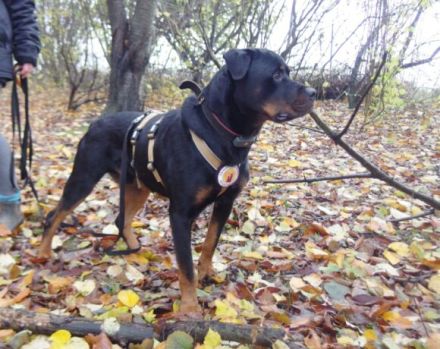 Wo sind die Rottweiler-Fans? Elrik sucht dringend eine neue Bleibe