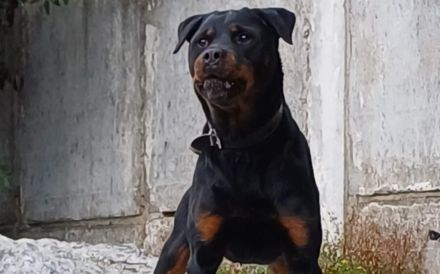 Wo sind die Rottweiler-Fans? Elrik sucht dringend eine neue Bleibe