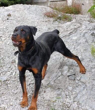 Wo sind die Rottweiler-Fans? Elrik sucht dringend eine neue Bleibe