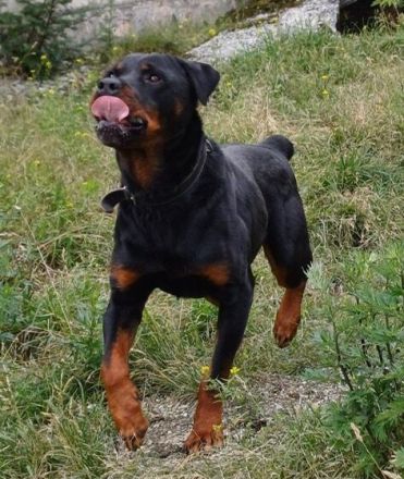 Wo sind die Rottweiler-Fans? Elrik sucht dringend eine neue Bleibe