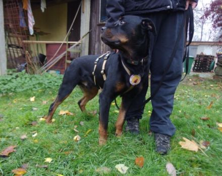 Wo sind die Rottweiler-Fans? Elrik sucht dringend eine neue Bleibe