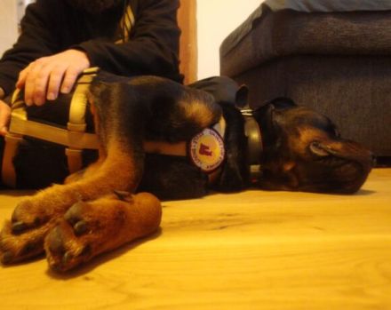 Wo sind die Rottweiler-Fans? Elrik sucht dringend eine neue Bleibe