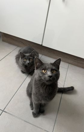 Russisch blau Katzen