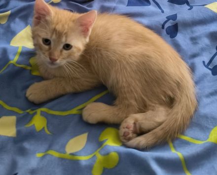 5 EKH Kitten suchen neues Zuhause