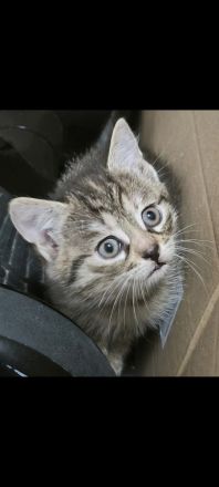 5 EKH Kitten suchen neues Zuhause