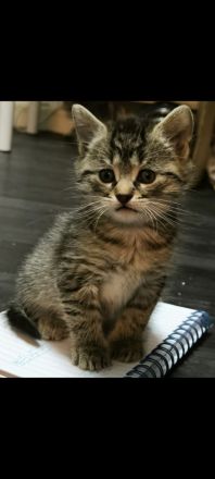 5 EKH Kitten suchen neues Zuhause