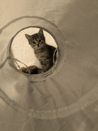 5 EKH Kitten suchen neues Zuhause