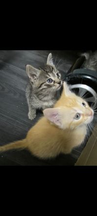 5 EKH Kitten suchen neues Zuhause