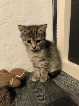 5 EKH Kitten suchen neues Zuhause