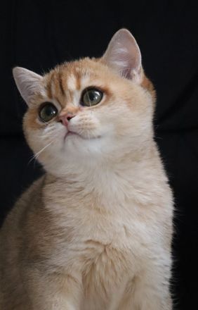 BKH Goldene Kätzchen