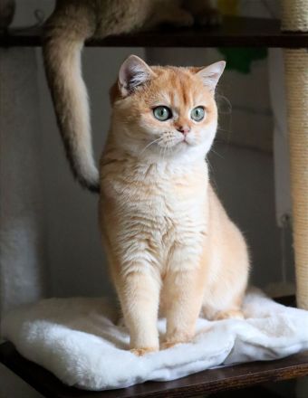 BKH Goldene Kätzchen