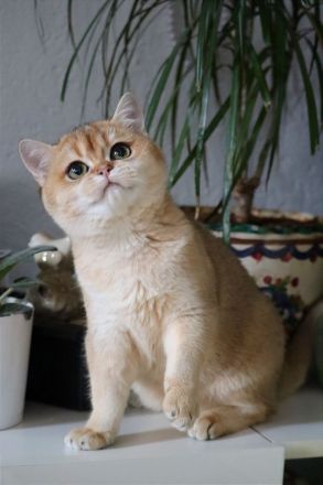 BKH Goldene Kätzchen