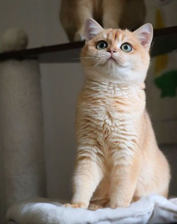 BKH Goldene Kätzchen