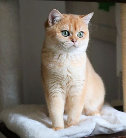 BKH Goldene Kätzchen