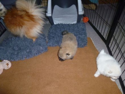 Zwergspitz ( Pomeranian