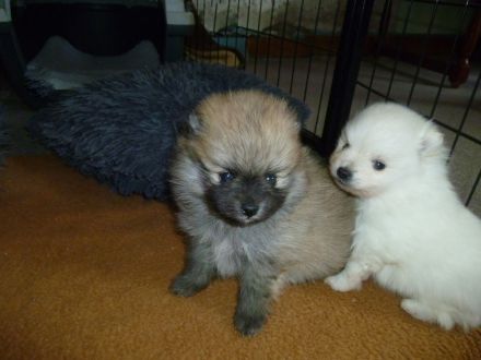 Zwergspitz ( Pomeranian