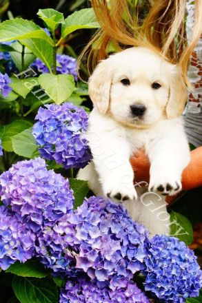 Famous Gold of Glory