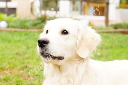 Famous Gold of Glory