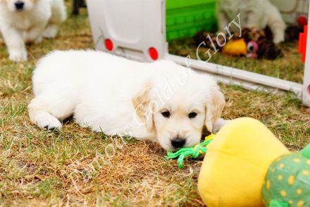 Famous Gold of Glory