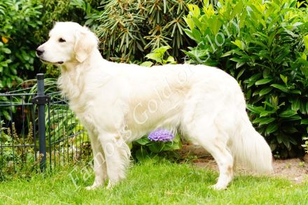 Famous Gold of Glory