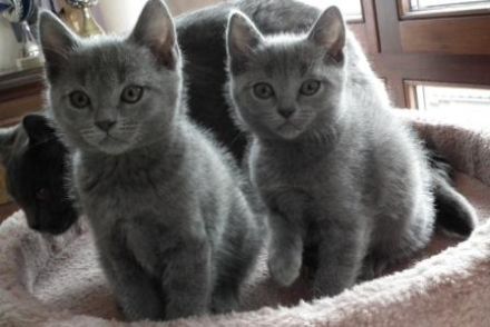Reinrassige Kartäuser Chartreux Katzenkitten