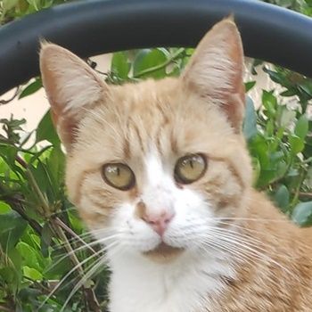 Rosaya, geb. ca. 04/2019, lebt in GRIECHENLAND, auf einer privaten Pflegestelle