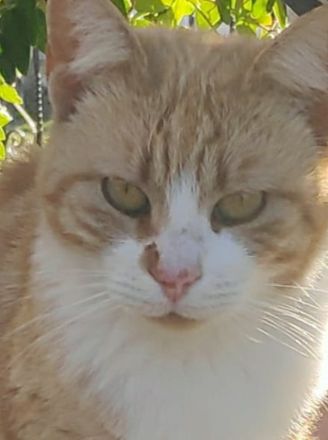 Rosaya, geb. ca. 04/2019, lebt in GRIECHENLAND, auf einer privaten Pflegestelle