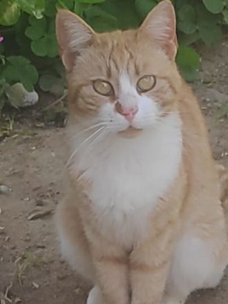 Rosaya, geb. ca. 04/2019, lebt in GRIECHENLAND, auf einer privaten Pflegestelle