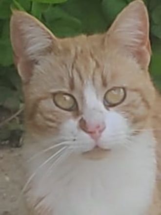 Rosaya, geb. ca. 04/2019, lebt in GRIECHENLAND, auf einer privaten Pflegestelle